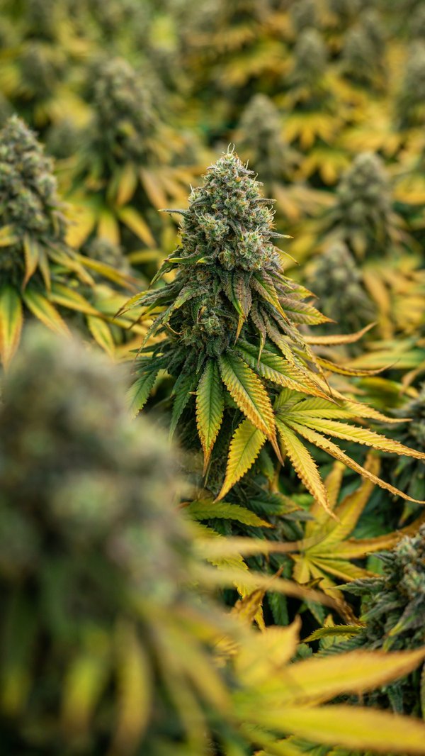 Pourquoi la résine de cbd très appréciée gagne en popularité