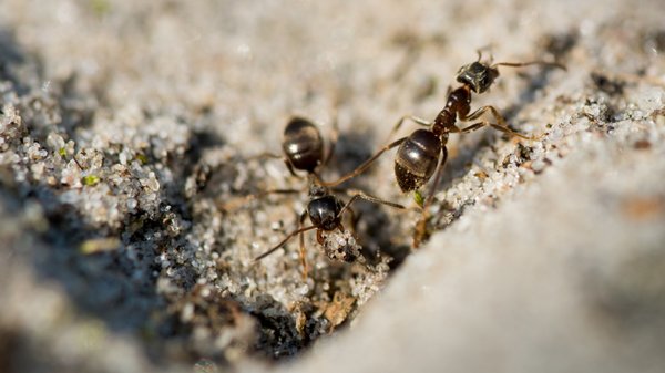 Les fourmis : ces petits insectes qui fascinent et intriguent